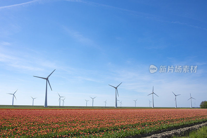 风力涡轮机和郁金香在美丽的春天