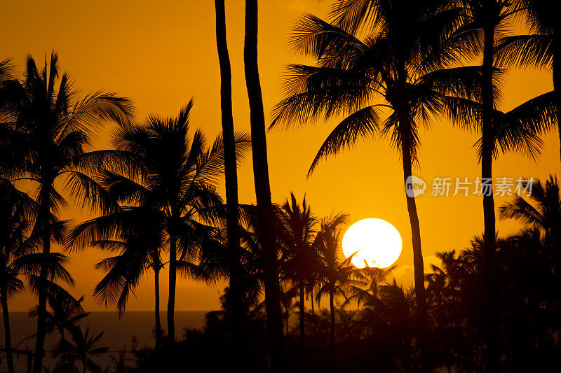 夏威夷考艾岛波伊普海滩上的日落西胡特棕榈树