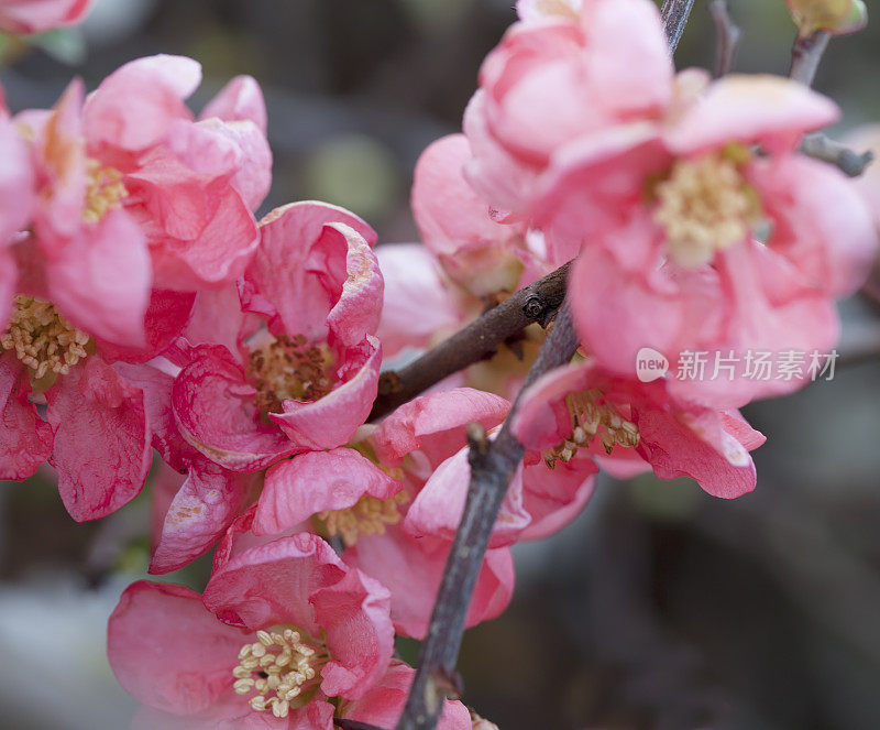 日本木瓜开花