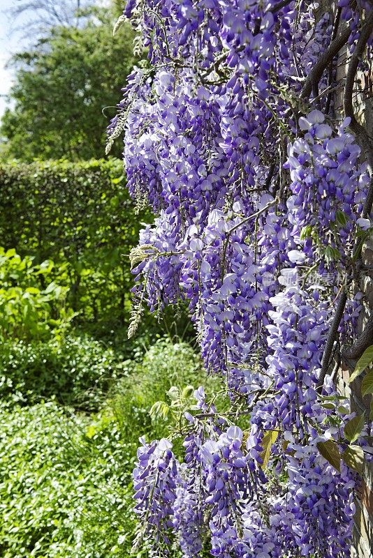 紫藤灌木，有漂亮的丁香吊坠簇