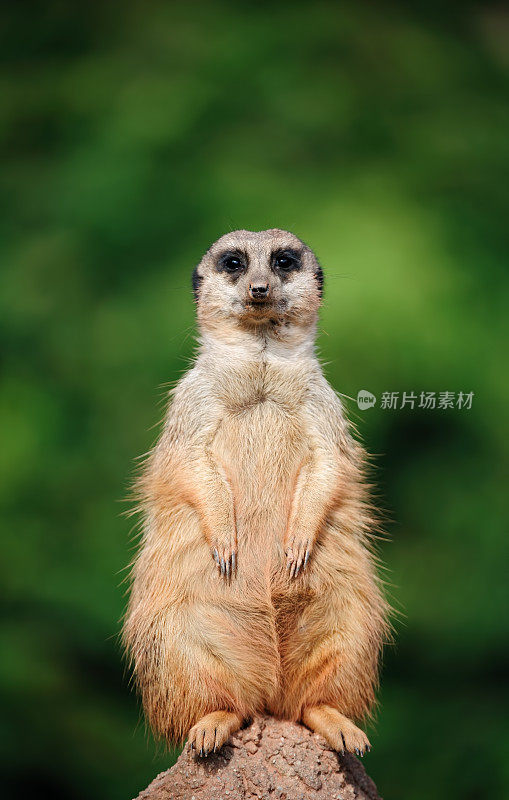 猫鼬坐在岩石上的特写镜头