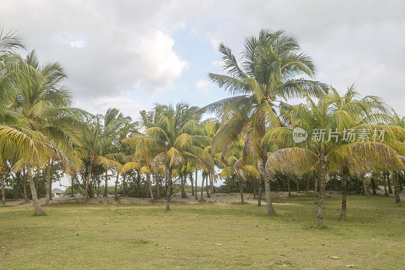 古巴varadero的棕榈树和椰子树