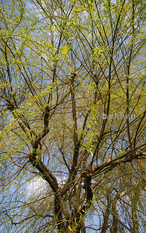 春天柳树