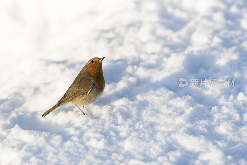 在阳光明媚的冬日里，在雪覆盖的地面上栖息的欧洲知更鸟