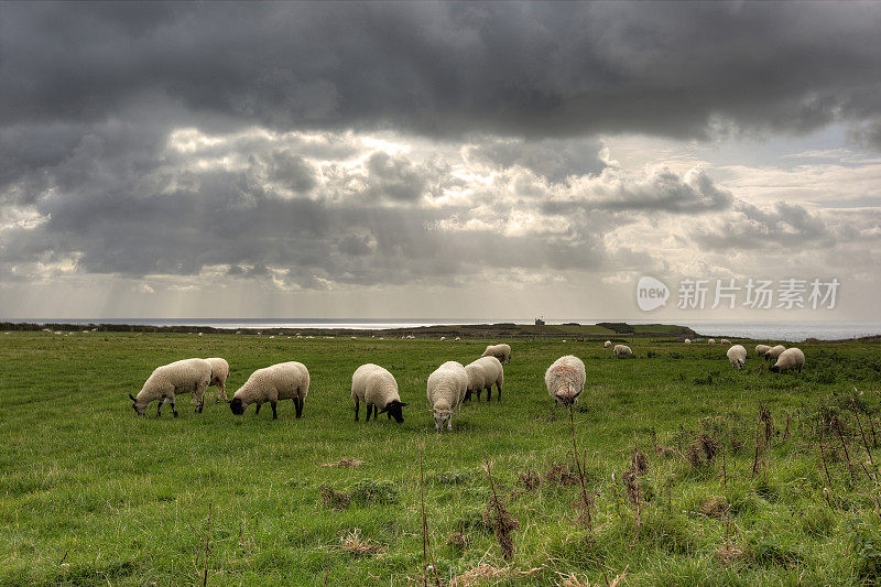 威尔士山坡上放牧的绵羊特写