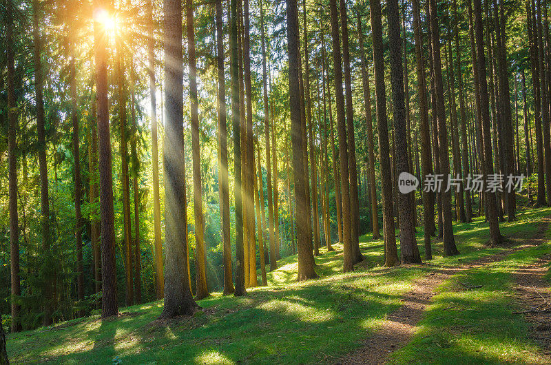 秋日的松林里有缕缕阳光