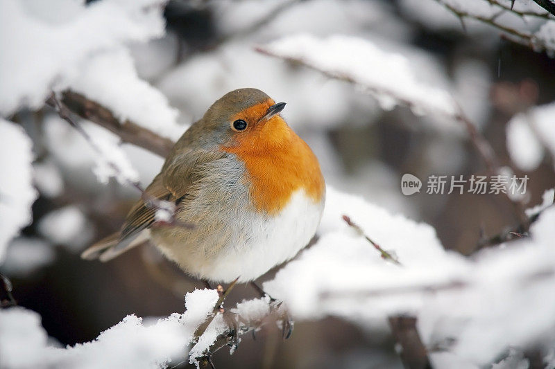 白雪覆盖的灌木丛中的罗宾(rubecula)