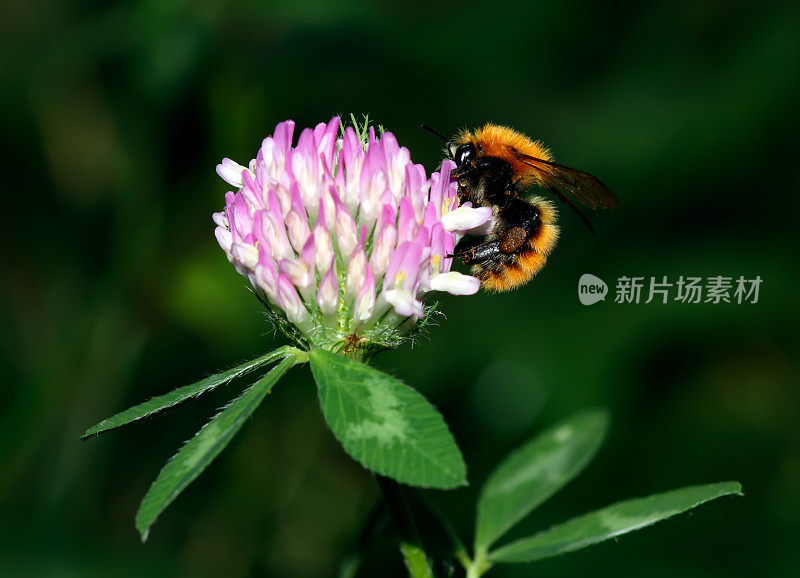 大黄蜂正在吃花