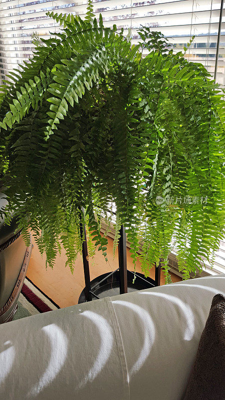 客厅窗户上的优雅波士顿蕨类植物