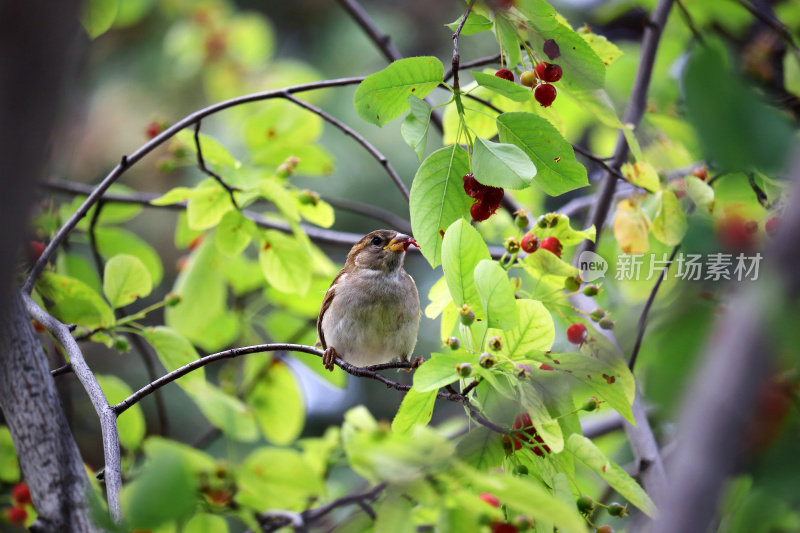 小鸟坐在有浆果的树枝上