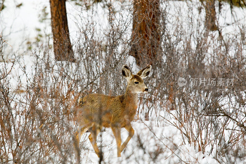 大雪中的骡鹿