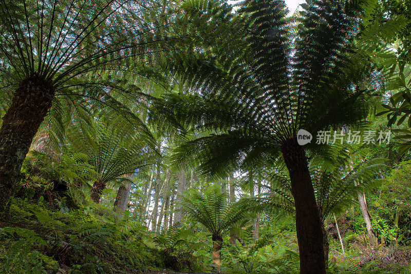 澳大利亚树蕨类植物。