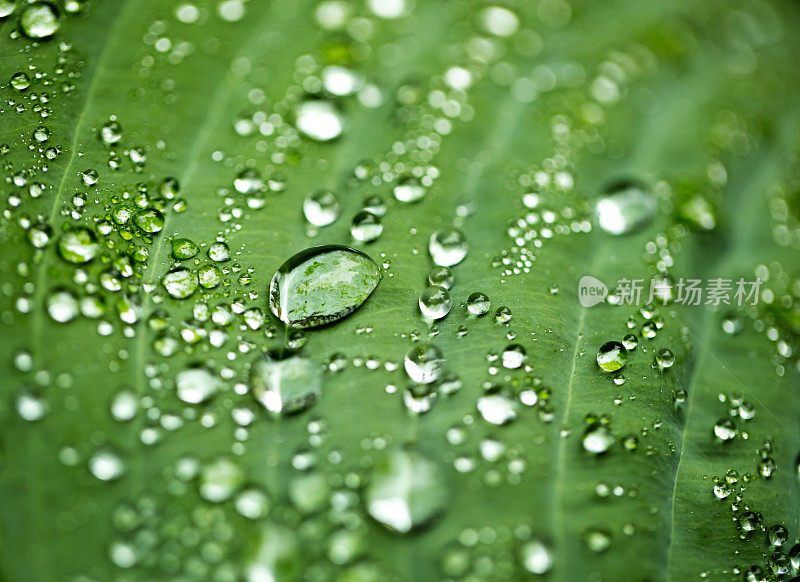 雨水珠叶