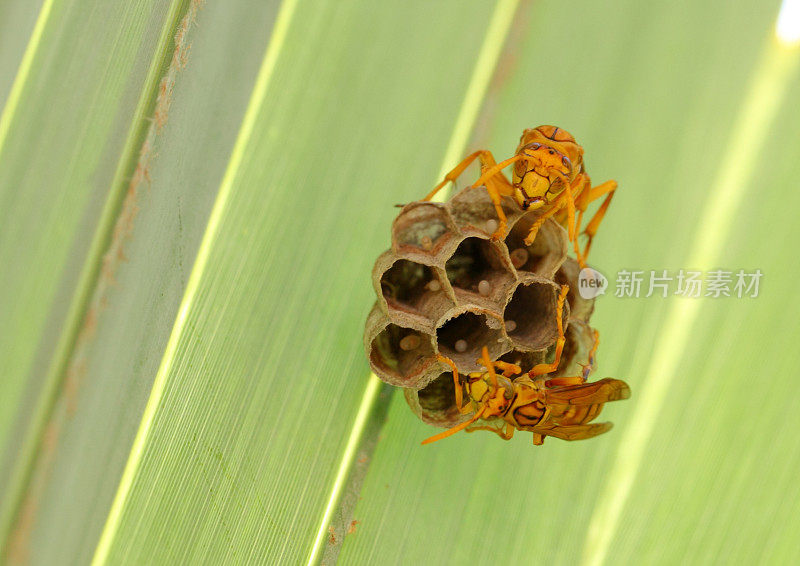 亚洲黄蜂