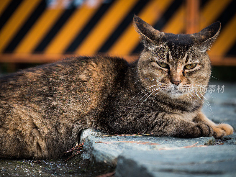 只流浪猫