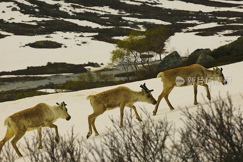 一群驯鹿在挪威斯堪的纳维亚的哈当厄泰加雪地上行走