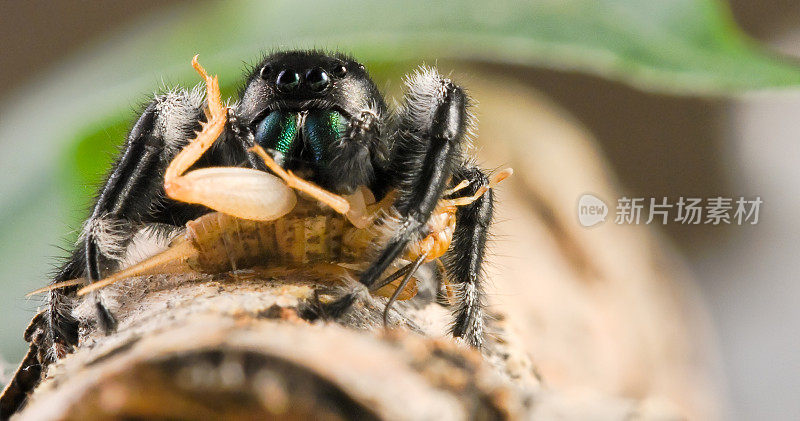 黑跳蜘蛛正在吃蟋蟀