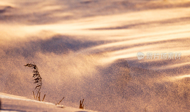 雪琥珀