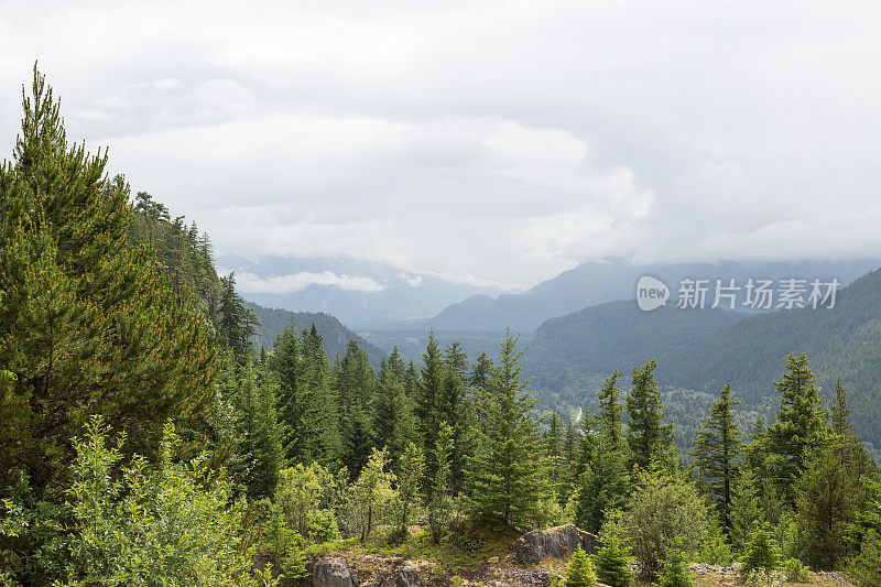 风景优美的森林景观，太平洋西北，加拿大