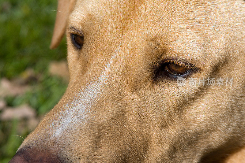 黄色拉布拉多寻回犬