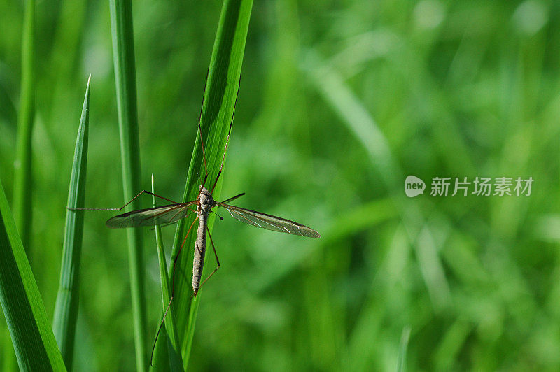 鹤飞、蒂普拉种