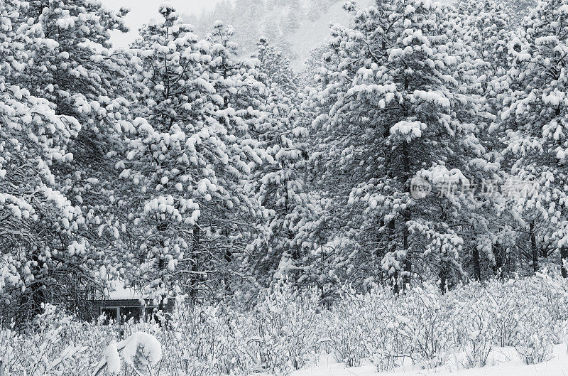 派克国家森林的暴风雪