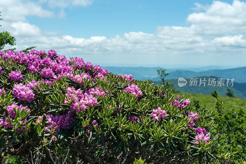 盛开的杜鹃花丛