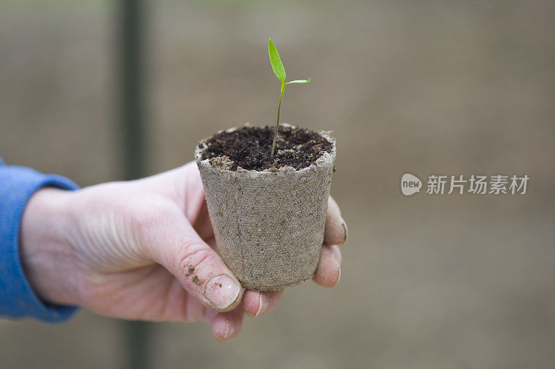 一株准备移植的幼苗