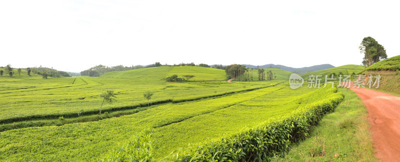 卢旺达:马塔茶园