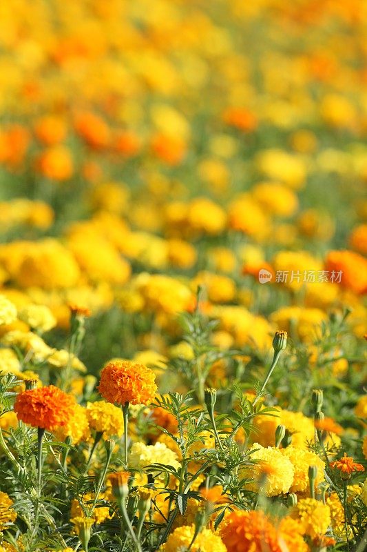 田野与黄色万寿菊金盏花officinalis