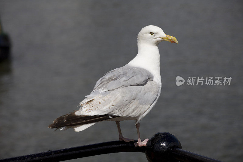 海鸥，海鸥，站在栏杆上