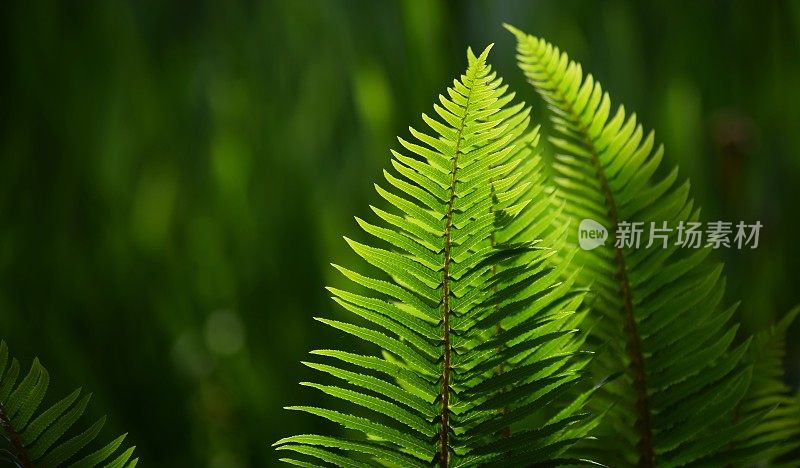 背光蕨类植物