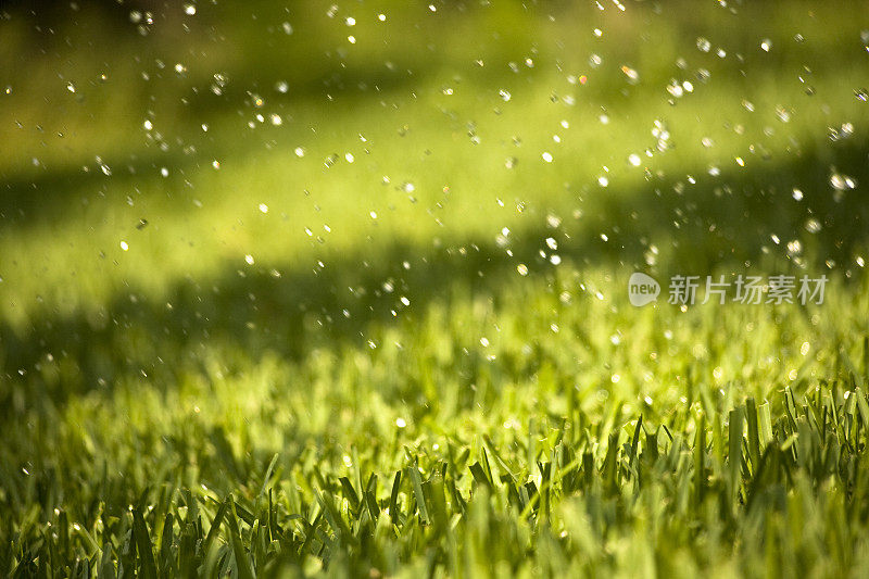 雨点落在湿草上，院子里。空,noboddy。下雨了。阳光明媚的。