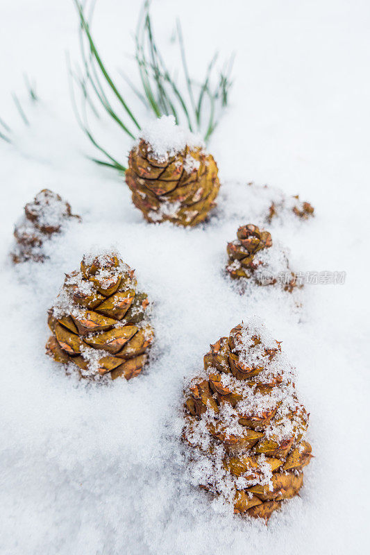 冷杉球果和树枝与雪花