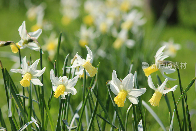 白色水仙花的图像丛与黄色的花冠和细叶