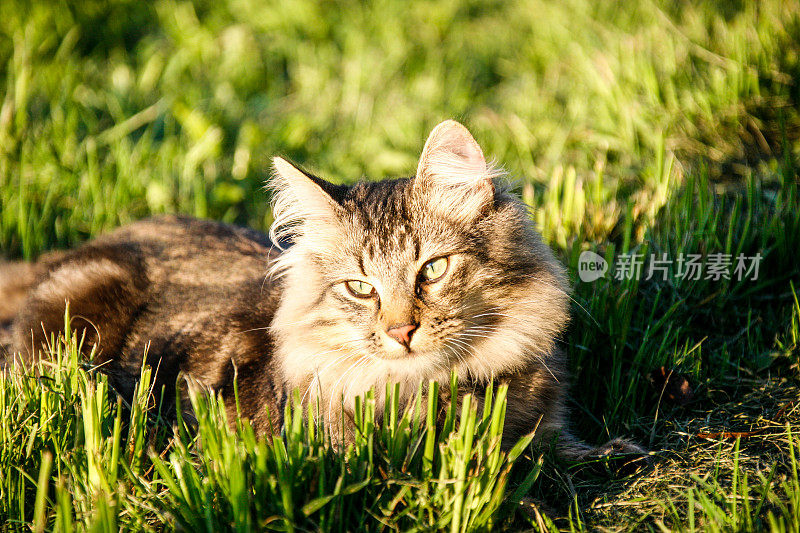 年轻的挪威forestcat