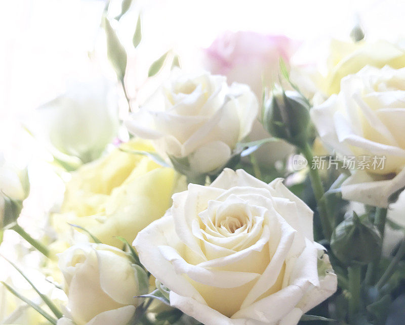 柔软的白玫瑰