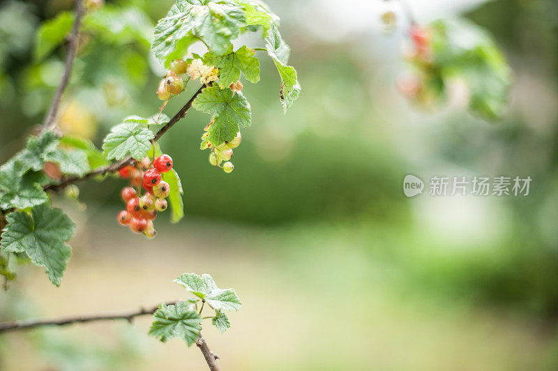 红醋栗的分支