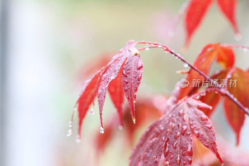 红枫，雨中槭