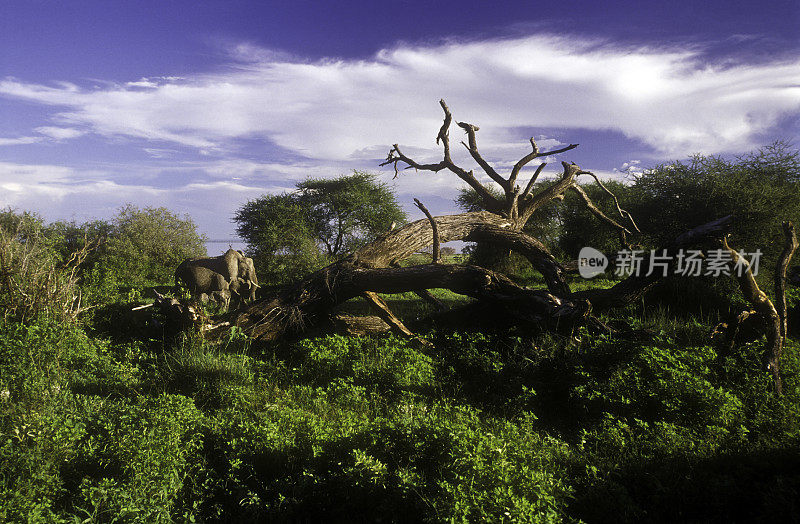 坦桑尼亚Manarya湖死树林中的大象