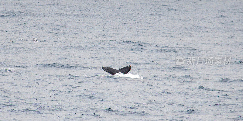 南极洲:利文斯通岛的座头鲸
