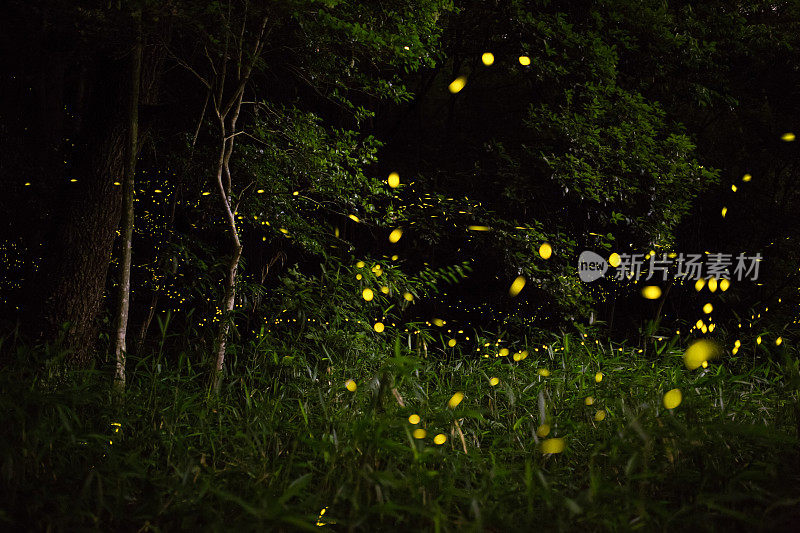 萤火虫在夜间照亮了森林