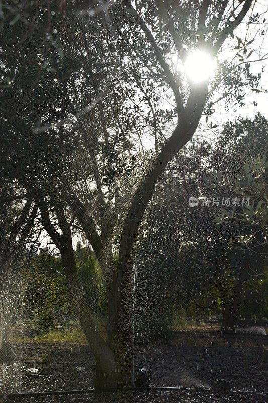 橄榄树滴水