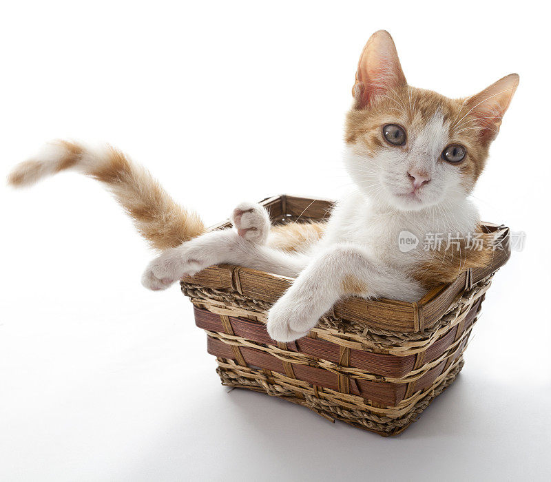 橙色和白色的小猫坐在小篮子里