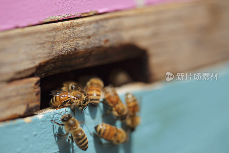 蜜蜂在蜂箱上工作的特写。