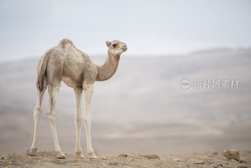 骆驼的小腿。