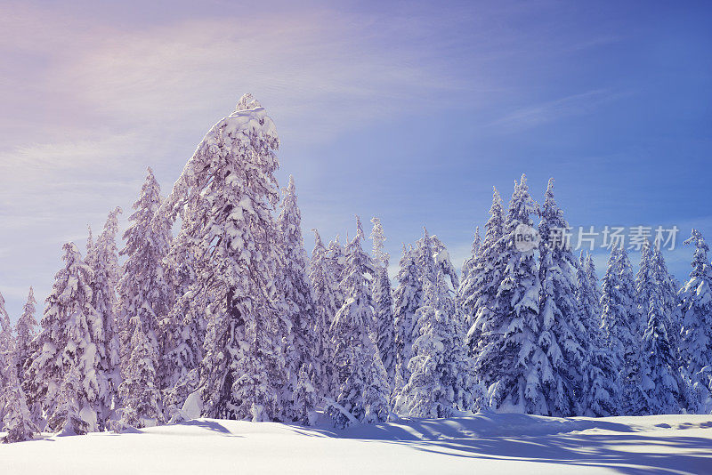 雪树