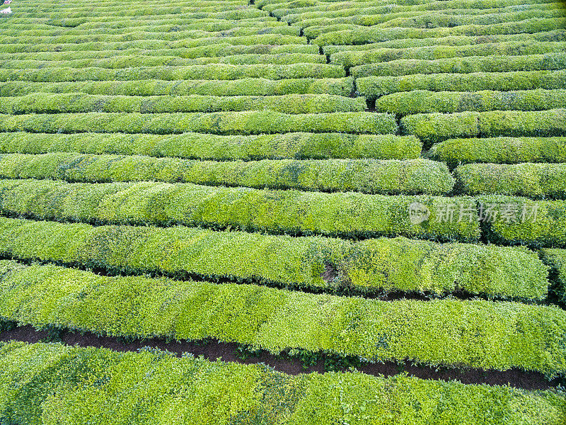 茶叶生长在晴天鸟瞰图