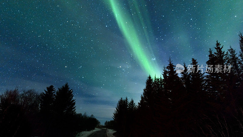 冬天，挪威松树上的北极光
