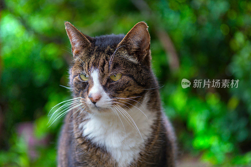 有白色皮毛的虎斑猫